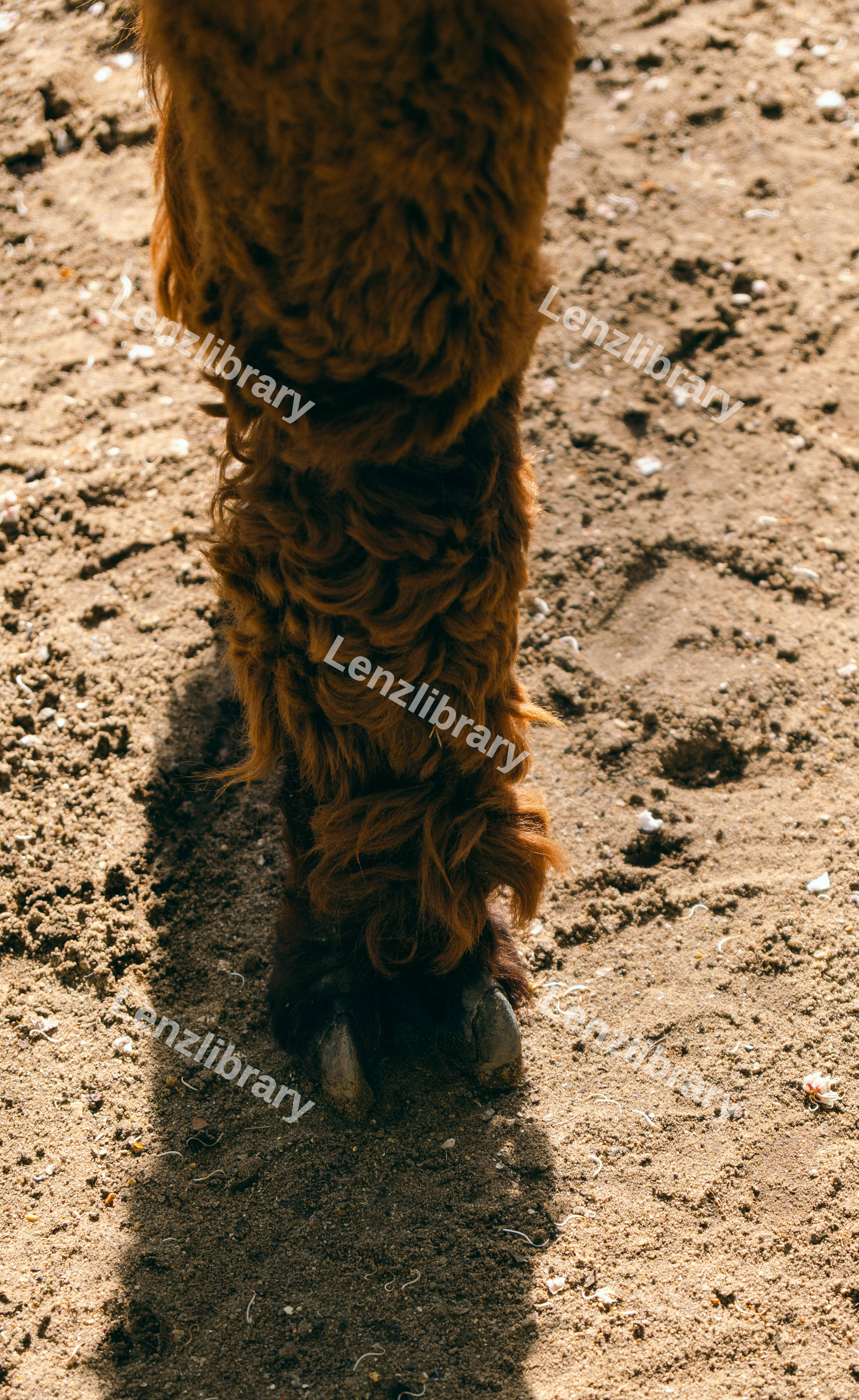 Alpaca Leg